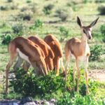 springbok herd